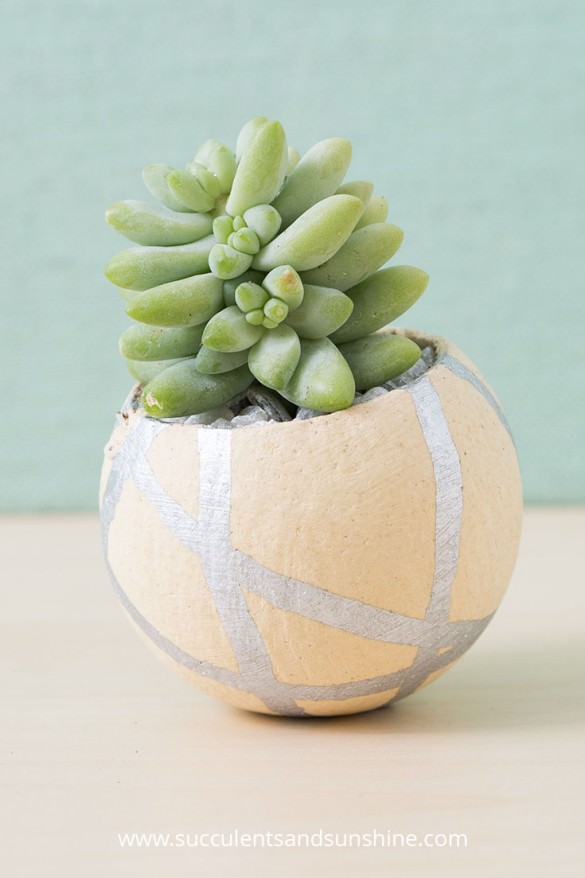 Indoor Cool Cactus & Succulent Projects