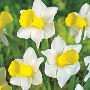 Brighten Your Garden - Grow Daffodils • The Garden Glove