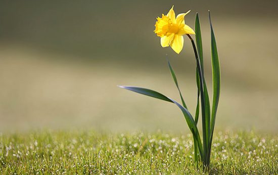 Brighten Your Garden - Grow Daffodils