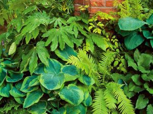 7 Gorgeous Shade Loving Plants • The Garden Glove