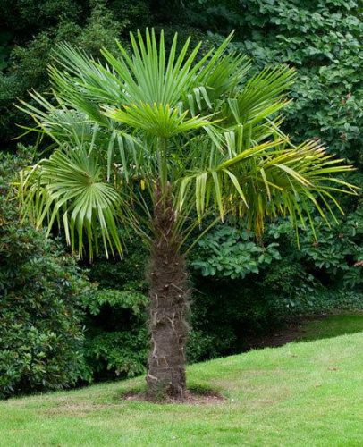 Cold Hardy Outdoor Tropical Plants for Your Garden! • The Garden Glove