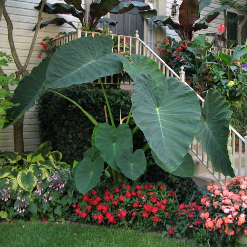 Cold Hardy Outdoor Tropical Plants for Your Garden! • The Garden Glove