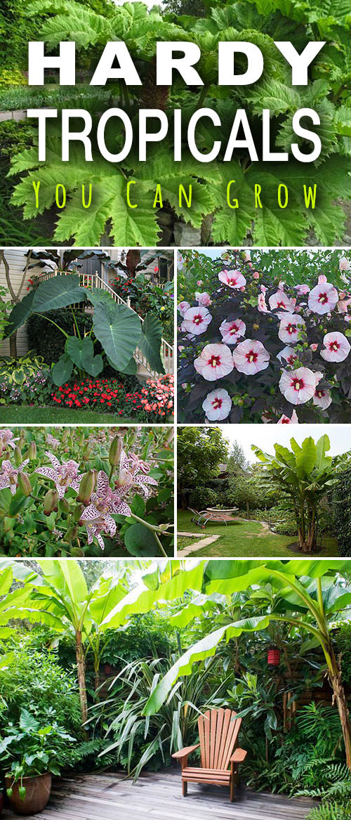 Top 8 Must-Have Tropical Plants – Easy To Grow Bulbs