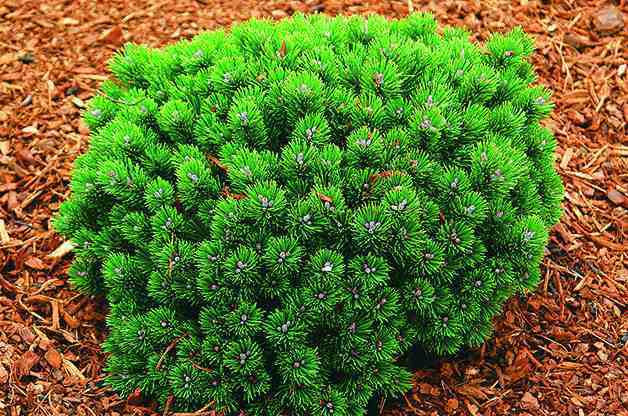 Landscaping With Conifers | The Garden Glove