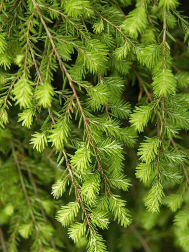 Landscaping With Conifers • The Garden Glove