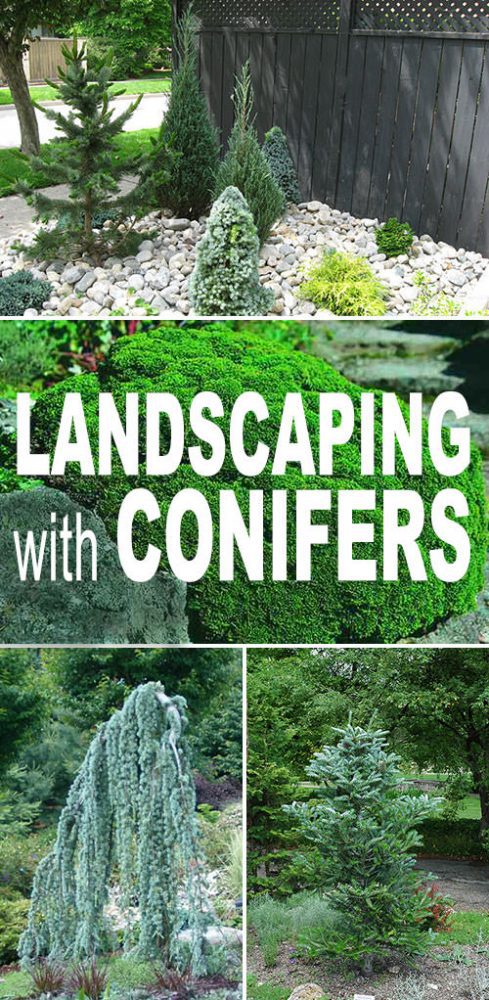 Landscaping With Conifers • The Garden Glove