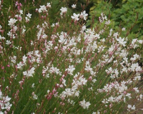 15 Drought Tolerant Perennials for Low Water Gardens • The Garden Glove