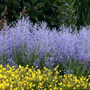 10 No Fail Perennials for Low Water Gardens