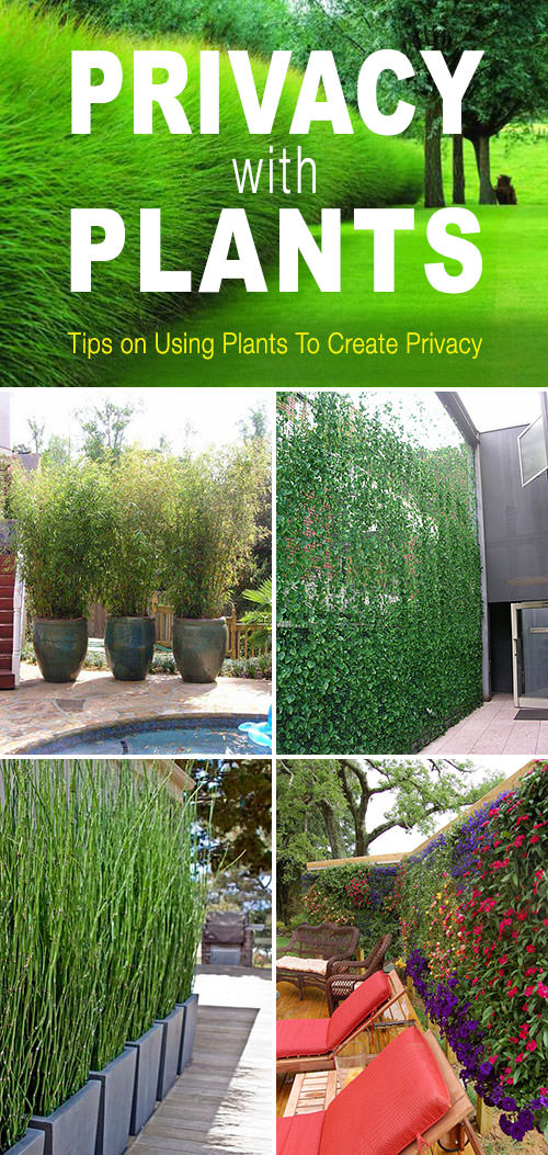 Privacy With Plants • The Garden Glove