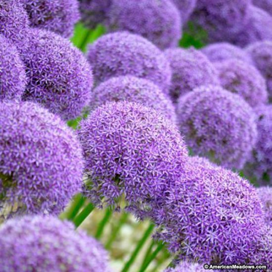 How to Grow Alliums