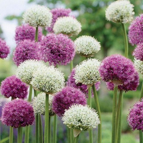 How To Grow Amazing Alliums The Garden Glove