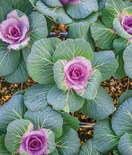 Stunning Fall Garden Plants for Autumn Color • The Garden Glove