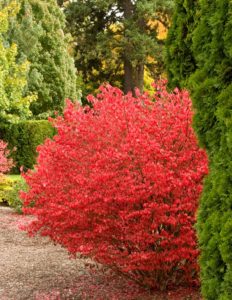 Stunning Fall Garden Plants for Autumn Color • The Garden Glove