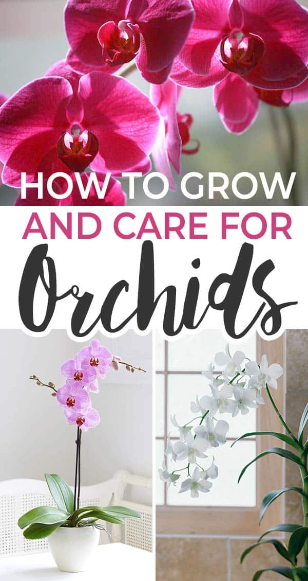 Top 10 DON'Ts when Growing Orchids - tips for orchid beginners