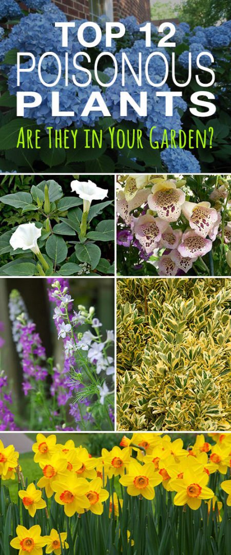 12 Top Poisonous Plants Are They In Your Garden • The Garden Glove 1317