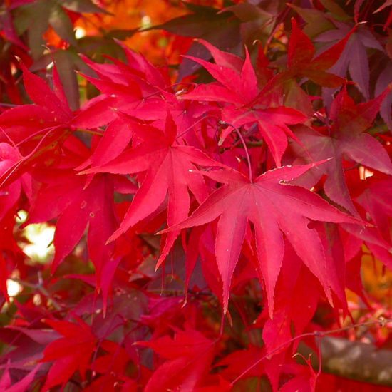 How to Grow Japanese Maples • The Garden Glove