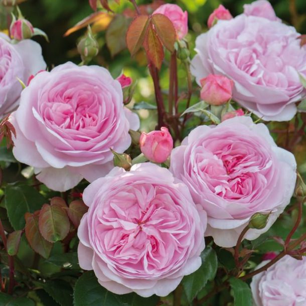 How to Grow English Roses • The Garden Glove