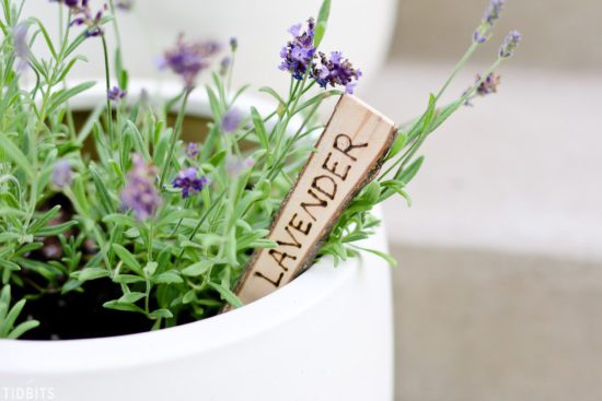 Easy Plant Markers & Labels You Can Make