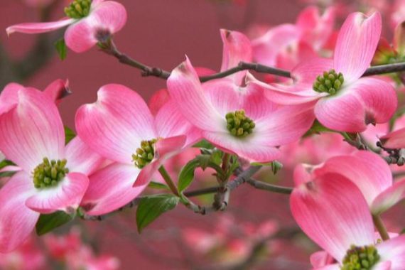 Beautiful Spring Blooming Trees • The Garden Glove