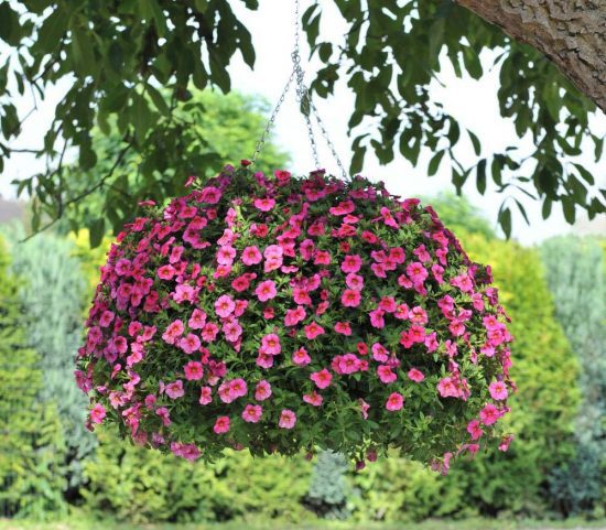 Hanging Flower Baskets : 5 Secrets the Pros Use