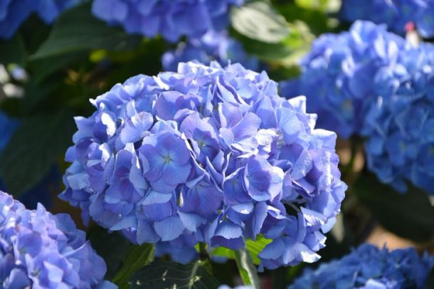 Growing Hydrangeas • The Garden Glove