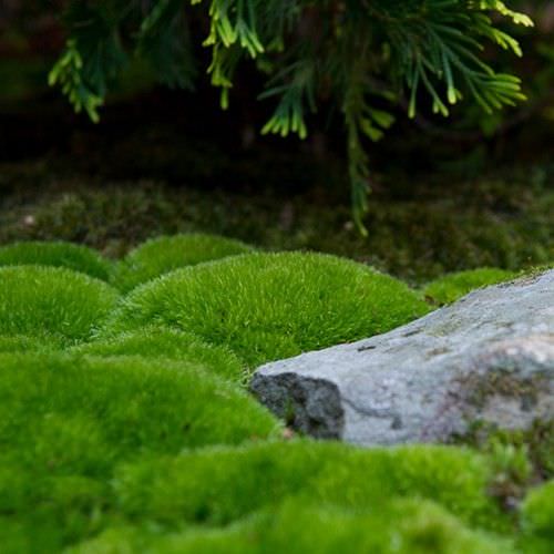 Marvelous moss garden
