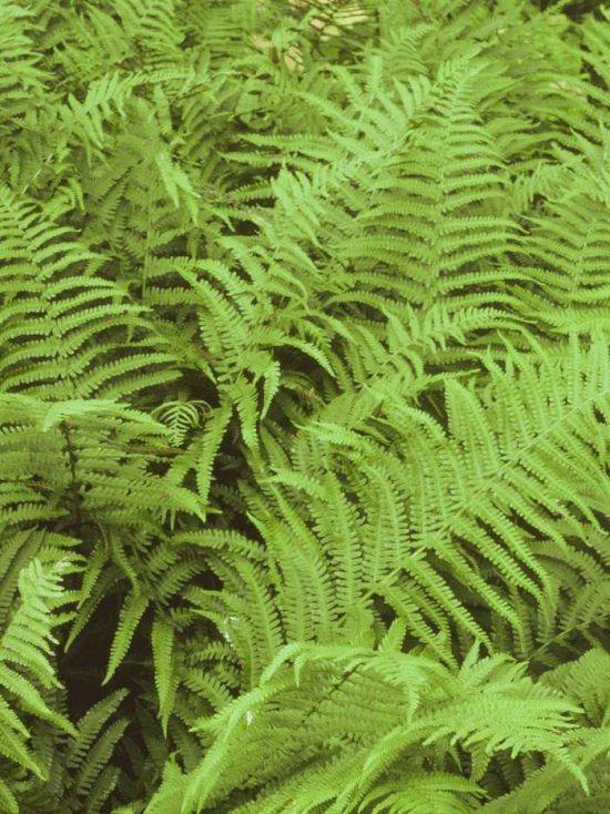 Fabulous Ferns : Types of Ferns & Fern Care • The Garden Glove