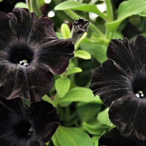 Update Your Garden with Dark & Dramatic Plants