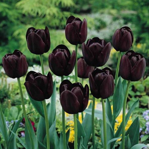 Update Your Garden with Dark & Dramatic Plants • The Garden Glove