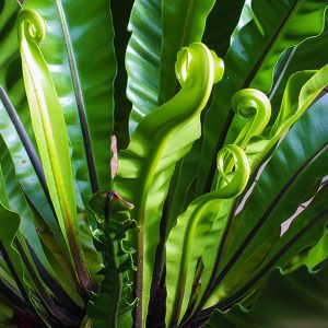 Fabulous Ferns : Types of Ferns & Fern Care- Birds Nest Fern