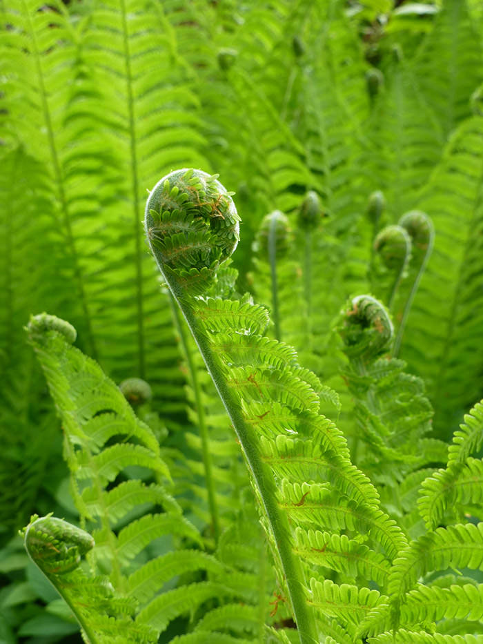 All types of fern plants Idea | chocmales