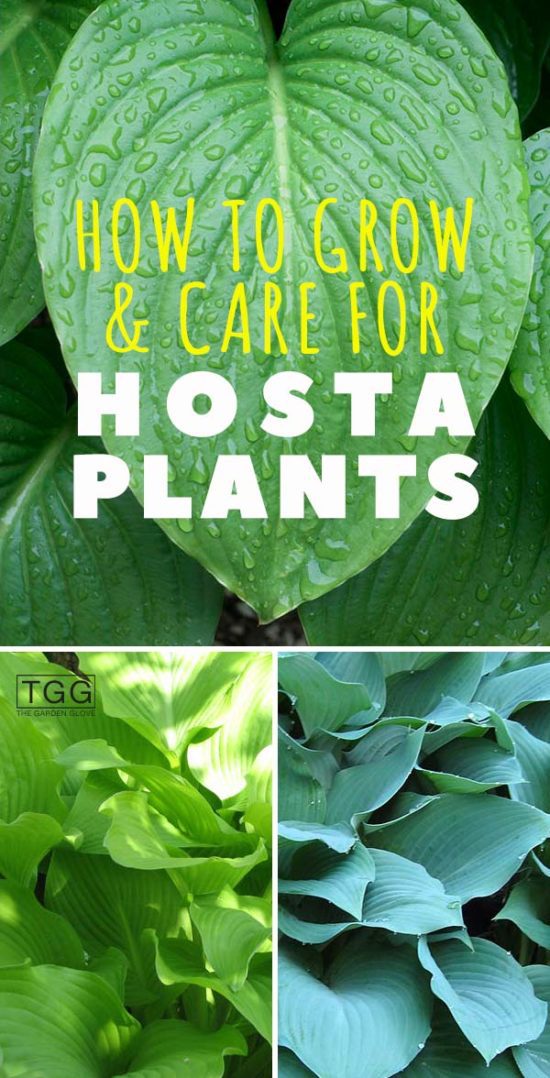 How to Grow and Care for Hosta Plants • The Garden Glove