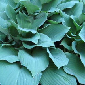 How to Grow and Care for Hosta Plants