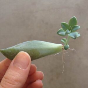 Free Plants: Plant Propagation for Beginners