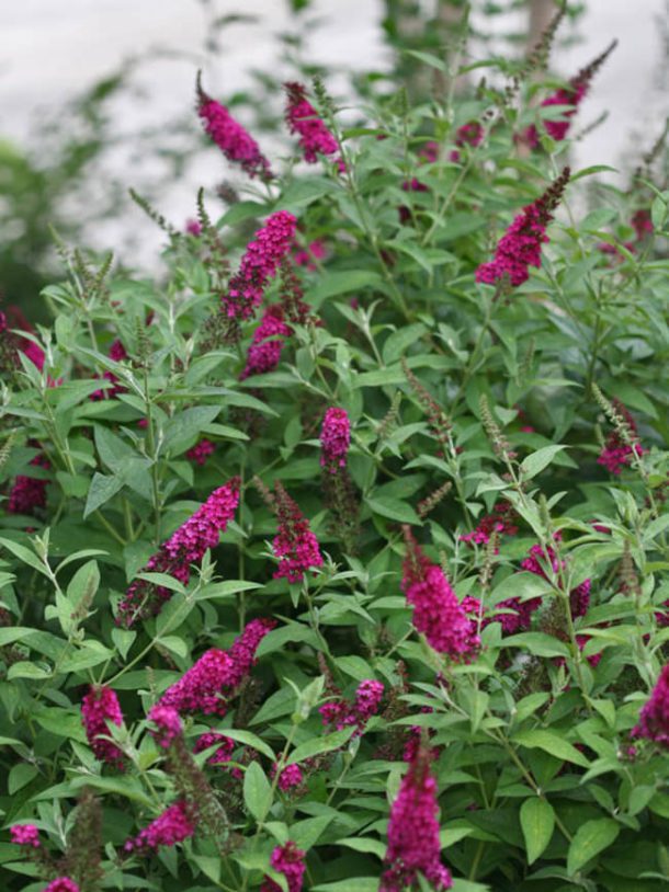 How (and Why) To Grow A Butterfly Bush • The Garden Glove