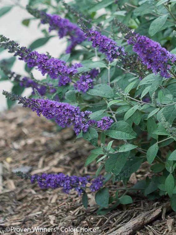 How (and Why) To Grow A Butterfly Bush • The Garden Glove