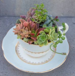 DIY Teacup Gardens and Planters • The Garden Glove