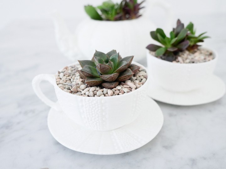 DIY Tea cup Planter and String of Pearls