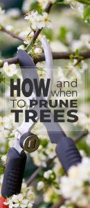 How To Prune Trees • When To Prune Trees • The Garden Glove