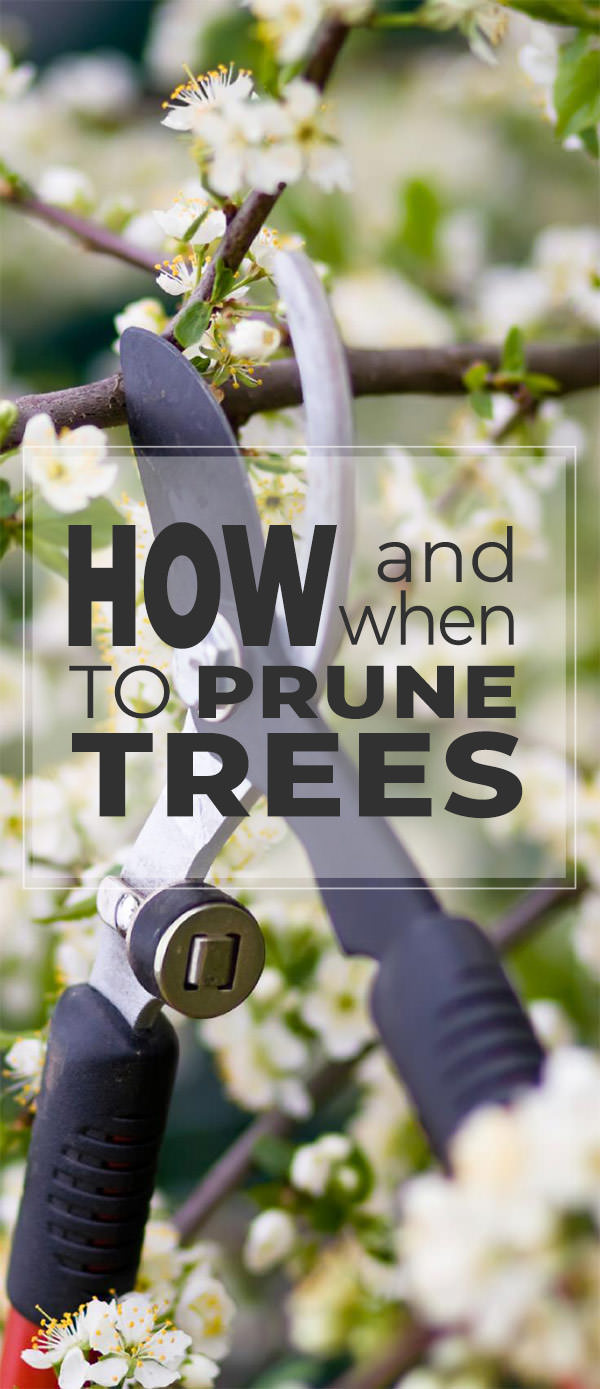 How To Prune Trees • When To Prune Trees • The Garden Glove 