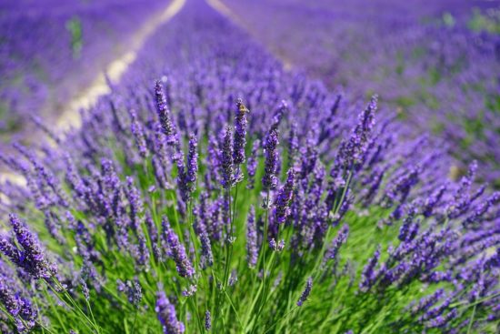 How To Grow Lavender Like the French!