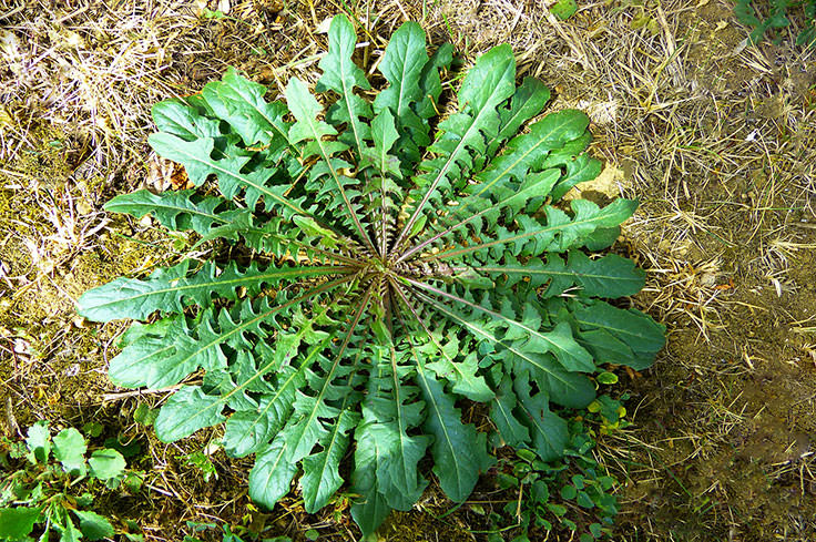 Large weed in lawn