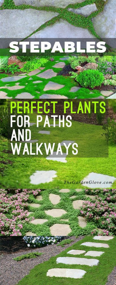 Stepables: Perfect Plants for Paths and Walkways • The Garden Glove