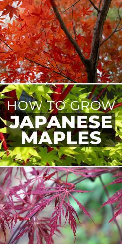 How to Grow Japanese Maples • The Garden Glove