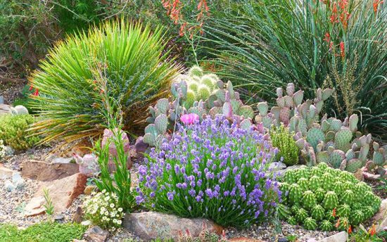 How to Grow Cactus Plants (or even a Cactus Garden!) • The Garden Glove