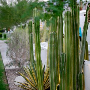 How to Grow Cactus Plants or even a Cactus Garden