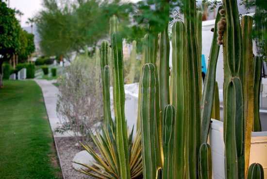 How to Grow Cactus Plants or even a Cactus Garden