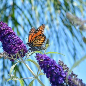 Grow Butterfly Bush! Here's Why (and How!)