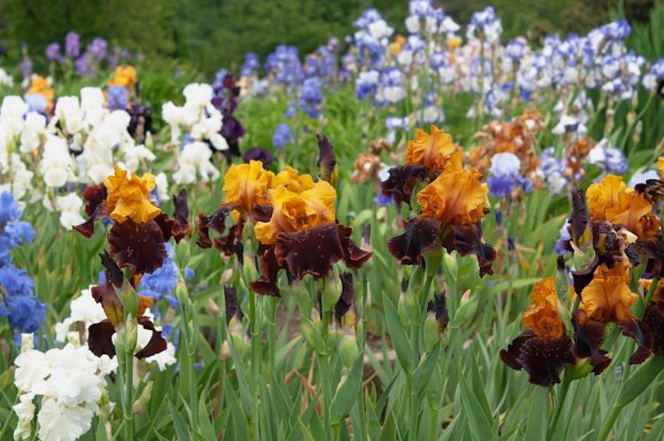 Large patch of bearded irises