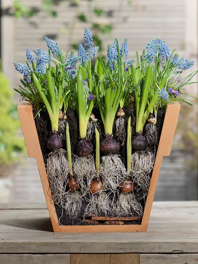 early spring blooming muscari bulbs